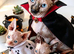 STUNNING CANADIAN SPHYNX KITTENS