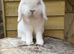 Pure bred mini lop buck