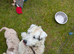 Parson Russell terrier