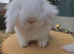 Fluffy bunnies reduced to find new homes ( teddywidders )
