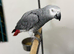 African Grey Forsale