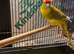 Male kakariki
