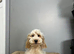 Rain last two puppies available