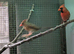 red cardinals