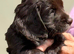 Chocolate cocker spaniels