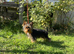 Adorable 5month old Yorkshire terrier boy