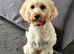 Female Cavapoo for sale