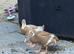 2 x ducks