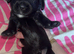 BLACK COCKERSPANIEL PUPPIES