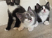 Beautiful Kittens