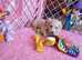 Clear cream long haired female dachshund