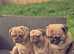 KC slilac pug stud