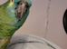 Blue fronted Amazon