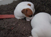 Jack Russell puppies