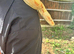 10ft female sunglow boa constrictor