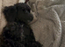 5 month old beautiful black miniature