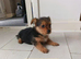 2x Yorkshire terrier x Pomeranian