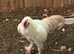 Shamo cockerel