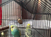 Burdgies
