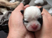 Cute pups for loving homes 500 very adorable