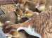 Muscovy ducklings