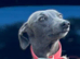 Beautiful whippet girl