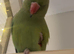 Female Indian ring neck