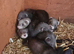 Beautiful ferrets for sale