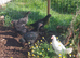 Azeel x Irish Gane birds