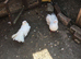 Fantail for sale