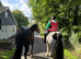 BEAUTIFULLY BRED IRISH DRAUGHT MARE - PROJECT / BROODMARE