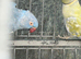 Blue and purple breeding pair