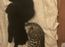 Bengal kittens available