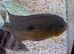 3 topaz cichlids