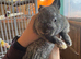 Lion head x lop females 10 weeks