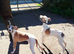 KC Whippet Bitch Pup 6 months old