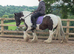 14.3hh cob gelding 13 years old