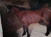 16 year old brood mare
