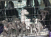REDEVELYN WHIPPET'S, KC REG NR GLOUCESTER.