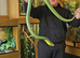 Red tailed green rat snake