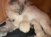Blue Point Ragdoll Kittens