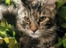 Mainecoon