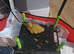 Cherry valley ducklings
