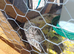 Jumbo coturnix quail male 4 available