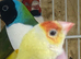 Various gouldians