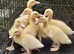 Aylesbury / White Campbell 'Puddle Duck ' hatching eggs - Extra Large Eggs (LAY ALL YEAR)