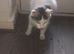 Beautiful fluffy female cat