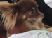 Tiny chihuahua long coat girl