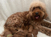 Last F1B Female Fully Vaccinated Cockapoo
