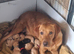 Labrador puppies